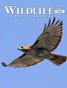 Wildlife In North Carolina