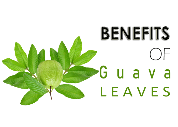 Health Benefits of Guava Leaves