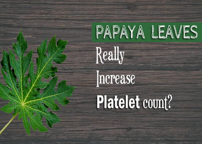 Papaya Leaves Really Increase The Platelet Count?