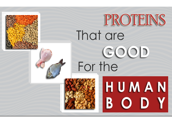 Which Proteins Are Friendly To Human Body