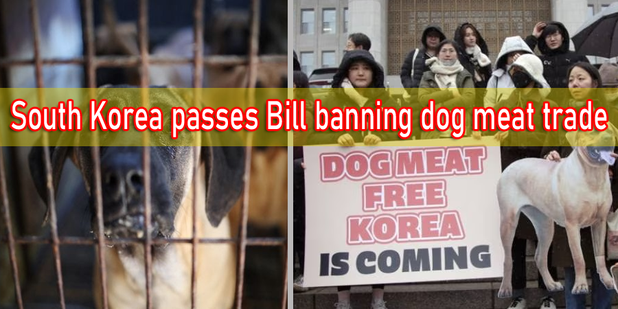 South Korea passes bill to ban dog meat being sold and eaten